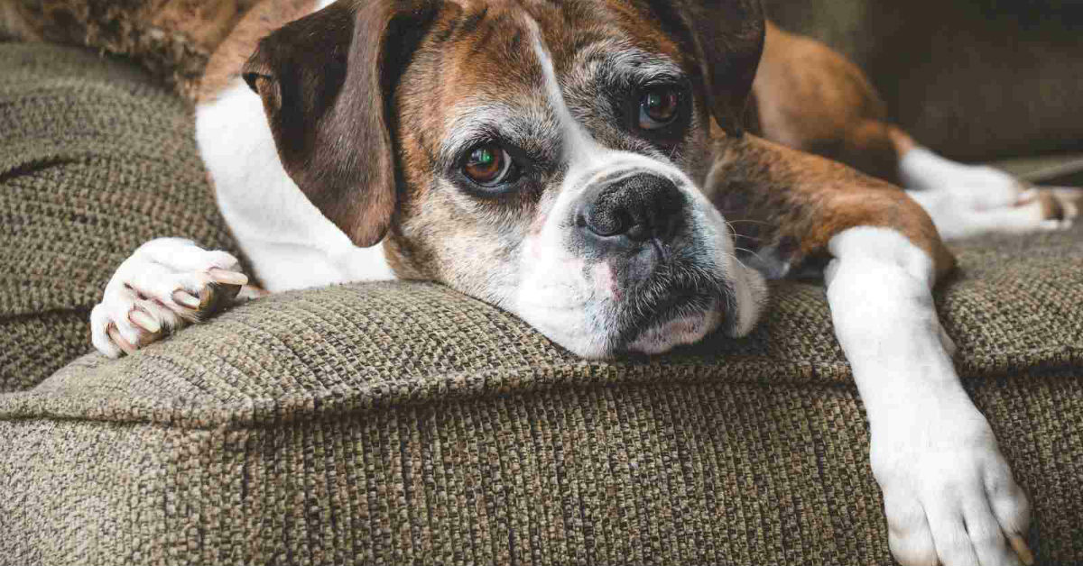 Il cane cambia comportamento, invecchiando? E come mai?