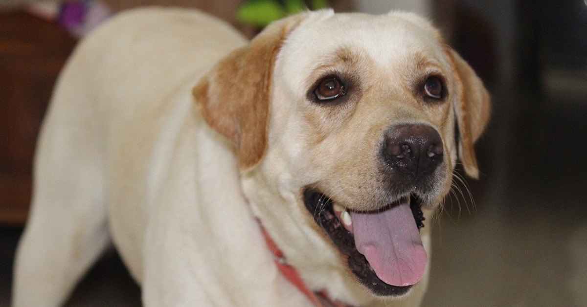 Il cane capisce quando partiamo per le vacanze?