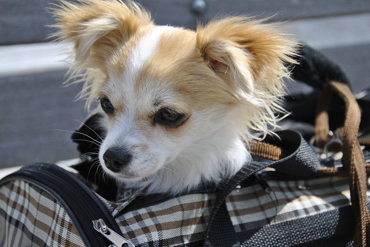 cane nel trasportino