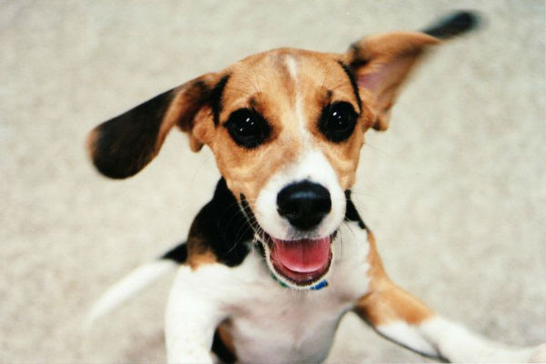 cane felice