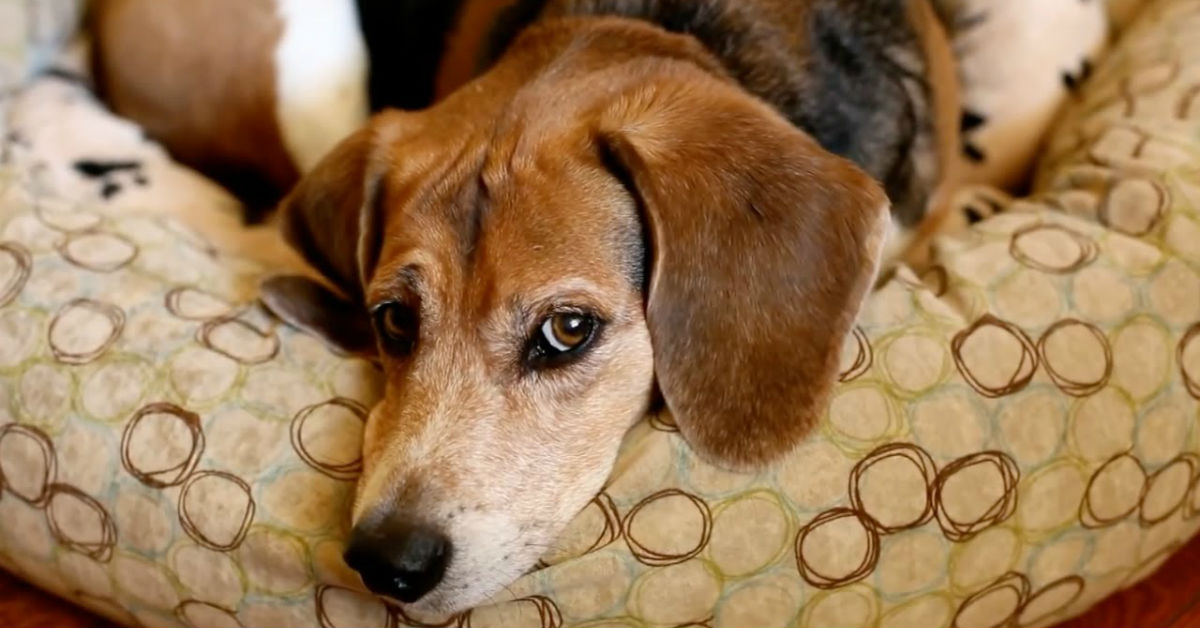 Il cane capisce se sei ubriaco o è solo un’impressione?