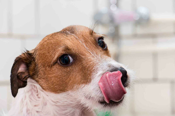 cane che si lecca i baffi