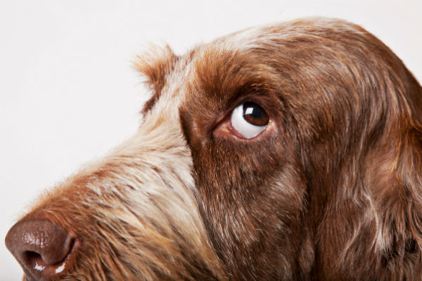 cane che guarda