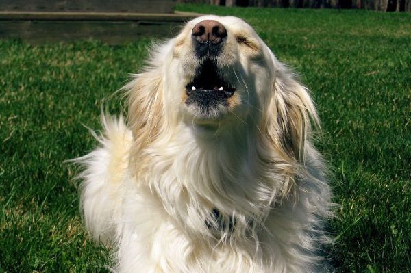 cane femmina aggressiva col maschio 