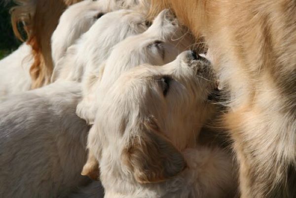 cane senza latte