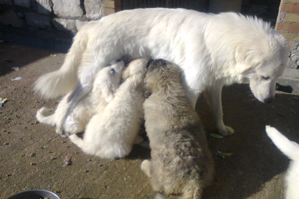 cane allatta i propri cuccioli