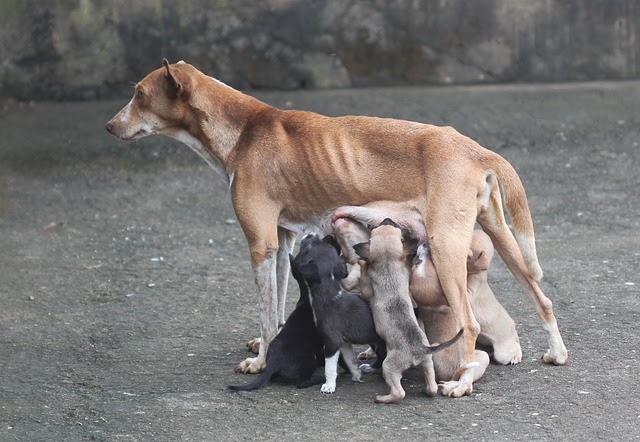 cane rimane senza latte