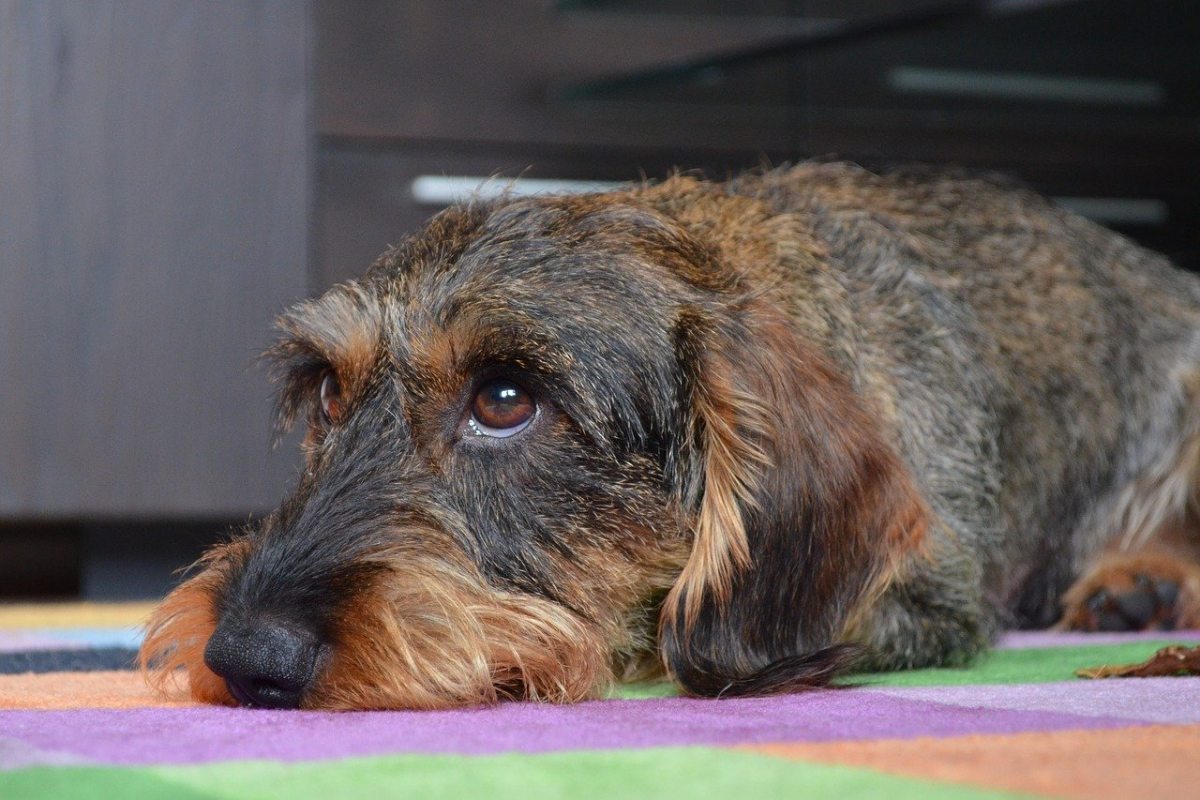 cane con il pelo lungo sul muso