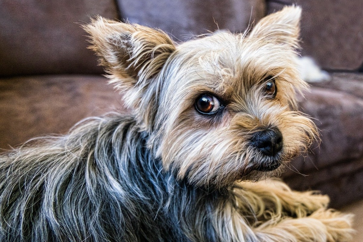 cagnolino arrabbiato