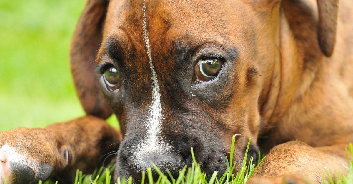 Cane che evita il contatto visivo: cosa significa, perché lo fa?