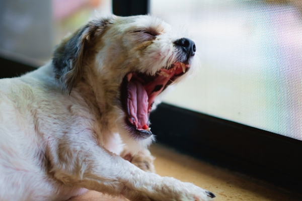 cane con la tosse per la polmonite