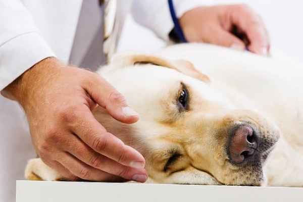 cane con problemi allo stomaco