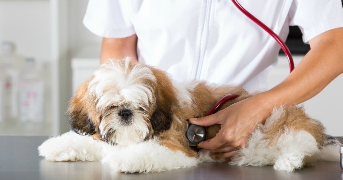 Polmonite batterica nel cane: sintomi, cause, trattamento