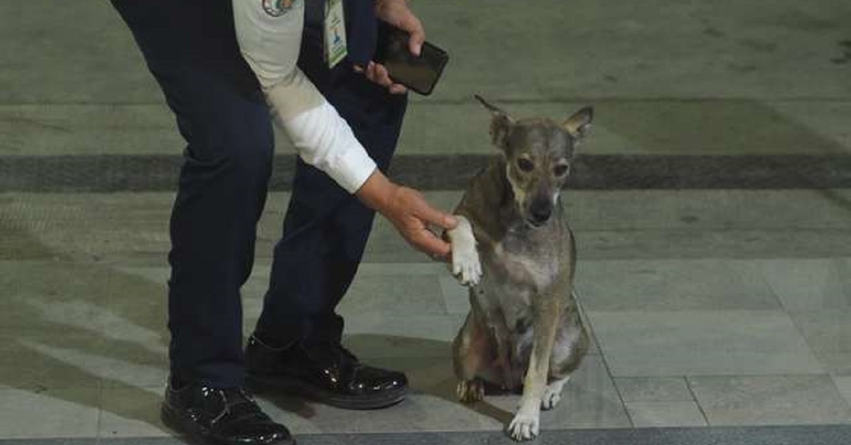 Cane curato da un uomo della security di un centro commerciale