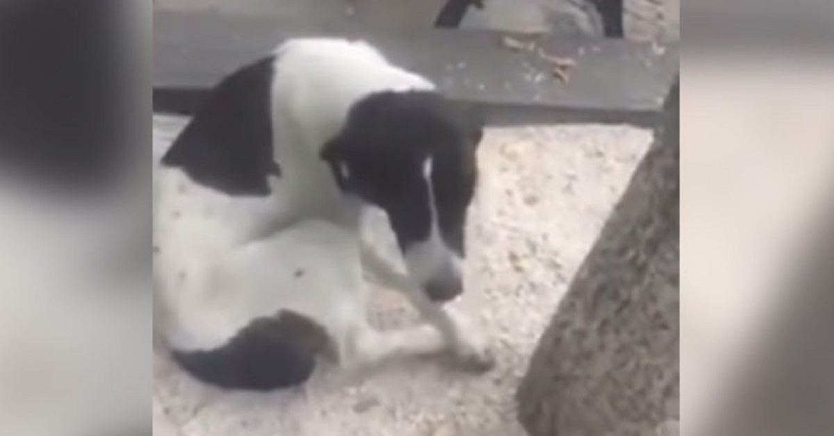 Cane disperso ritrovato dall’anziano proprietario dopo 3 anni