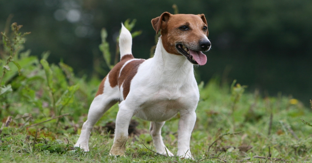 Segnali di dominanza del cane: i più comuni