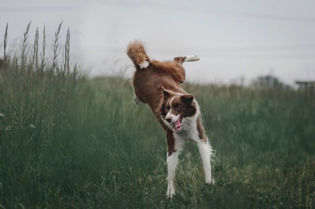 Come insegnare al cane le buone maniere?