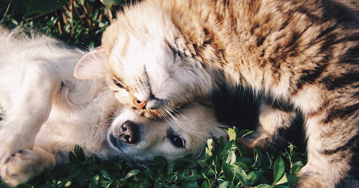 cane e gatto si vogliono bene