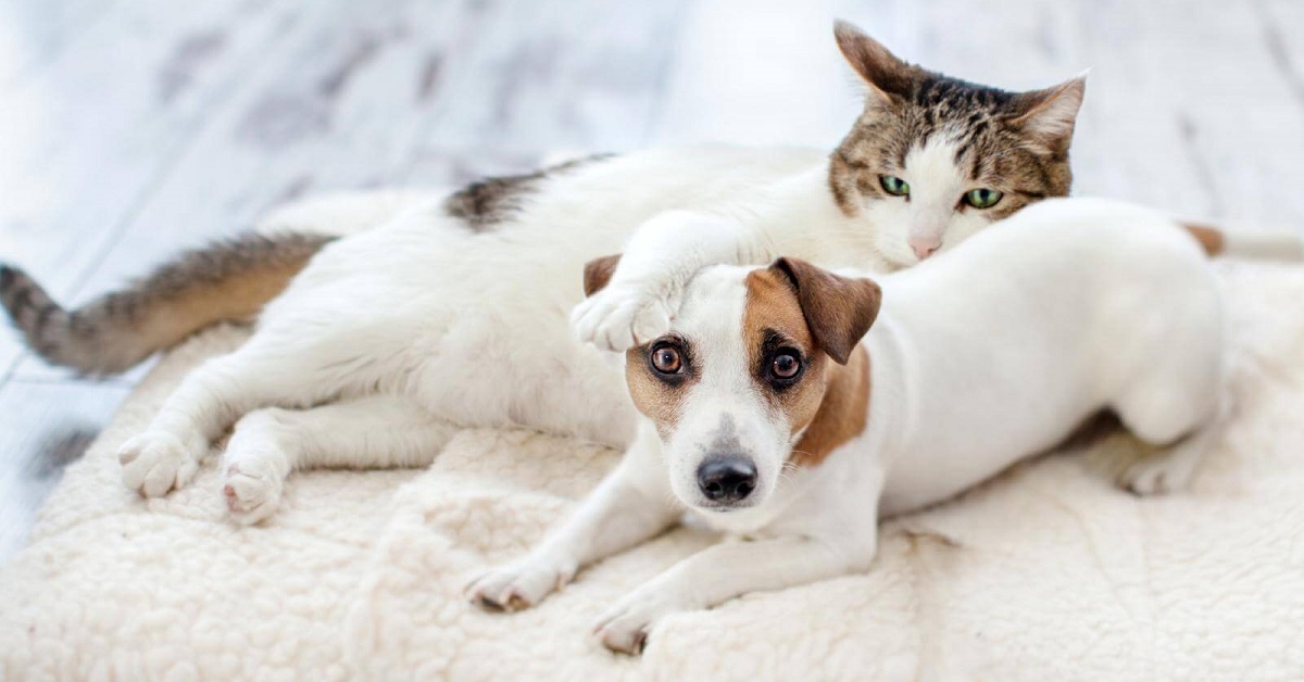 Cane e gattino: come farli andare d’accordo senza pericoli