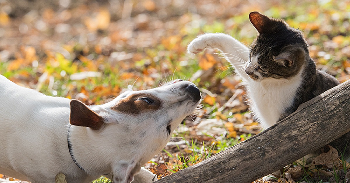 cane e gatto giocano