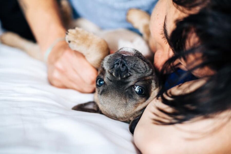 cane sul letto