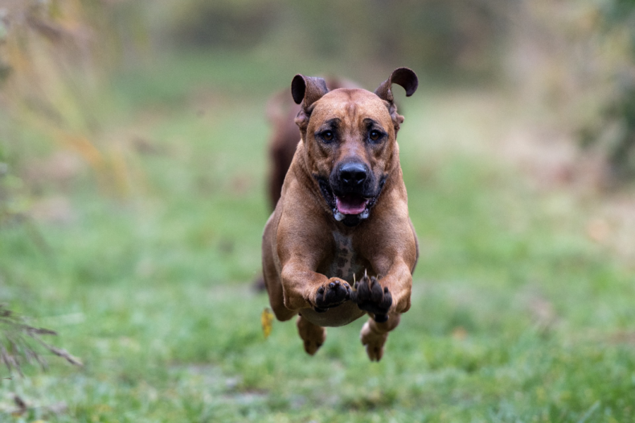 cane in campagna