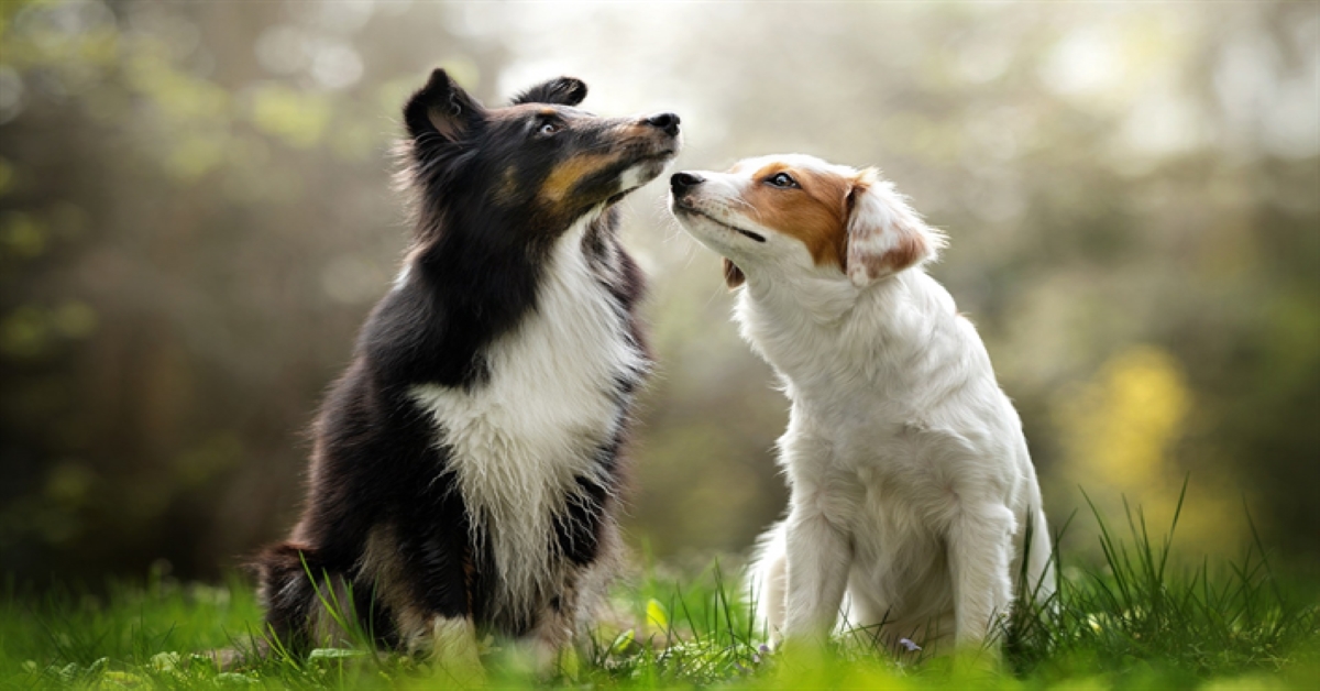 Il cane femmina non accetta il maschio : cosa fare?