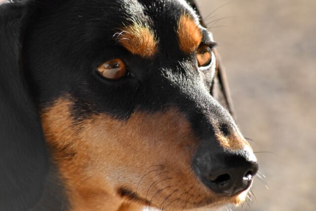 Cane fissa la parete, perché e cosa fare