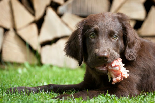 cane che mangia