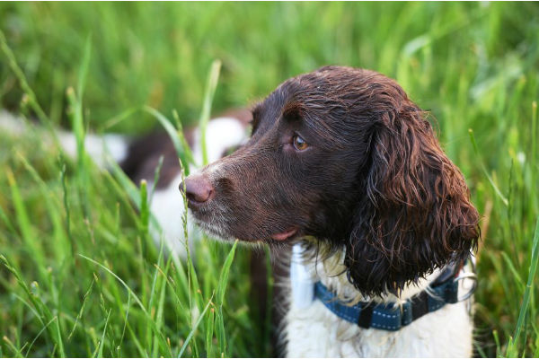 cane sul prato