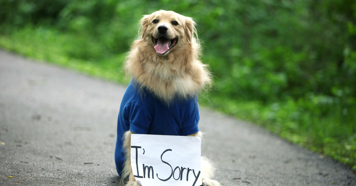 Il cane ha mangiato un animale morto: è in pericolo?