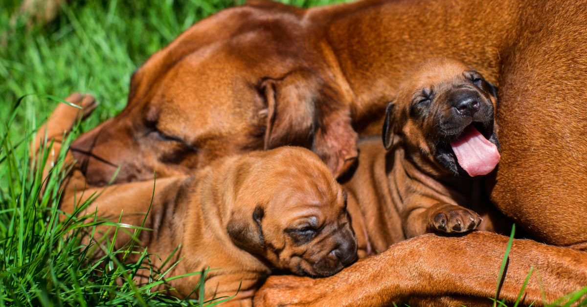 Cibi per cane in gravidanza: cosa deve mangiare la nostra quattro zampe?