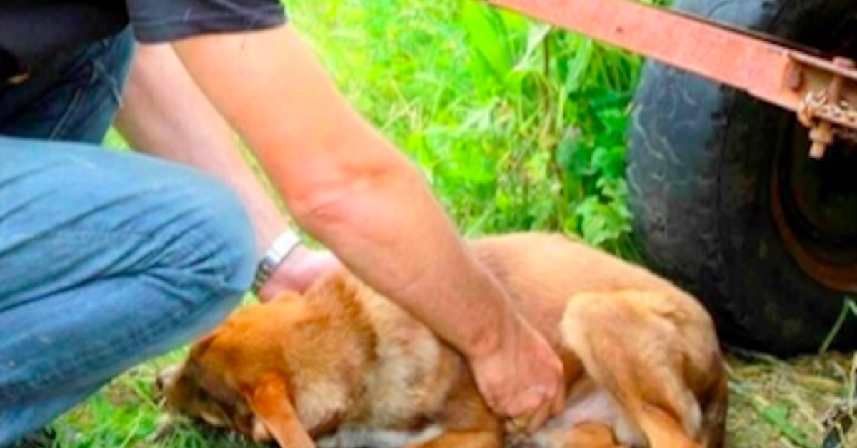 Cane incatenato ad un camion per 10 giorni viene salvato