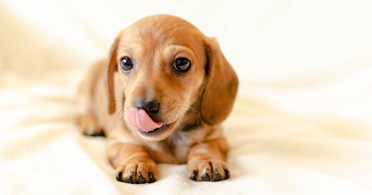 Il cane si lecca le labbra di continuo? Ecco come mai