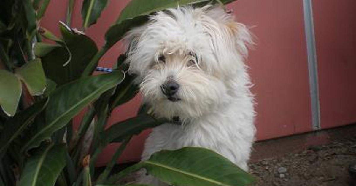 Cane mantenuto da un anziano che lavora instancabilmente per lui