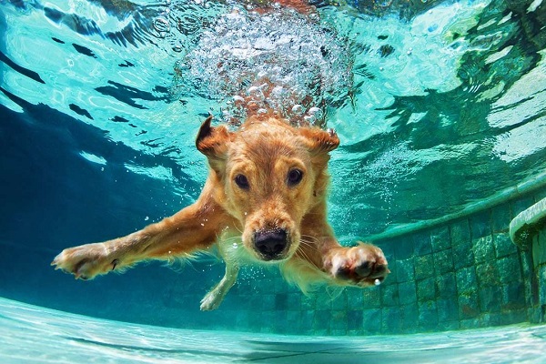 cane in acqua