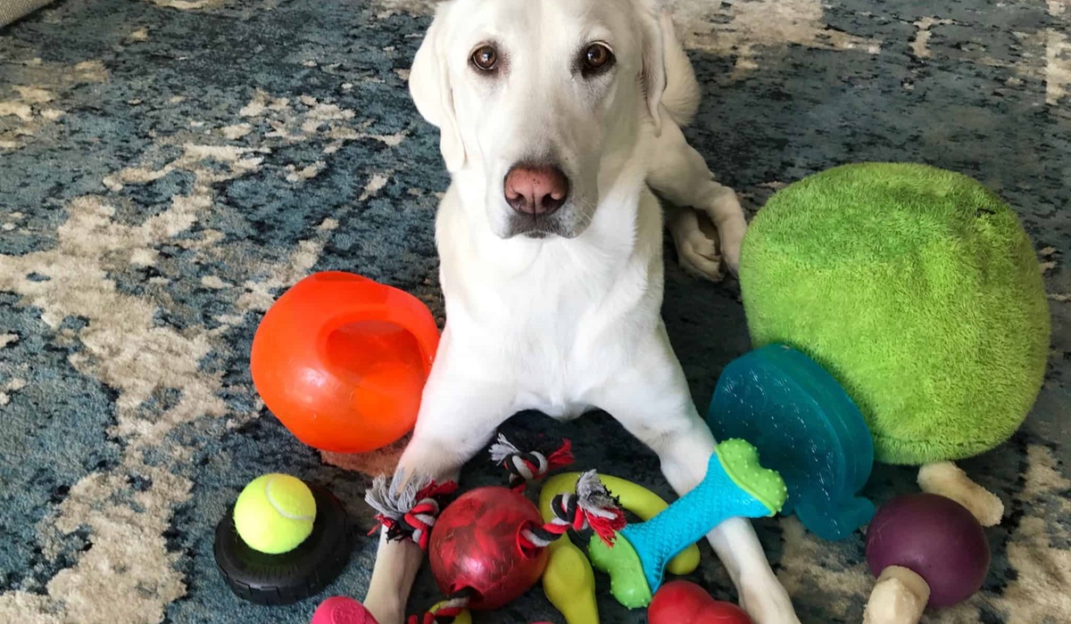 cane e giocattoli