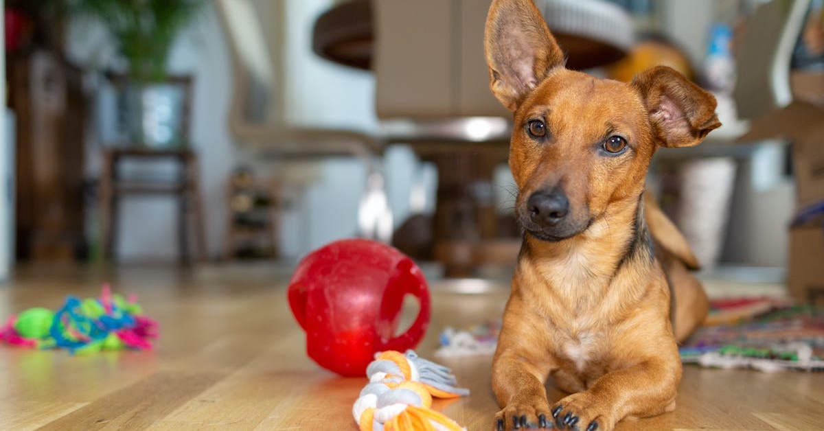 Perché il cane lascia i giocattoli davanti alla porta?