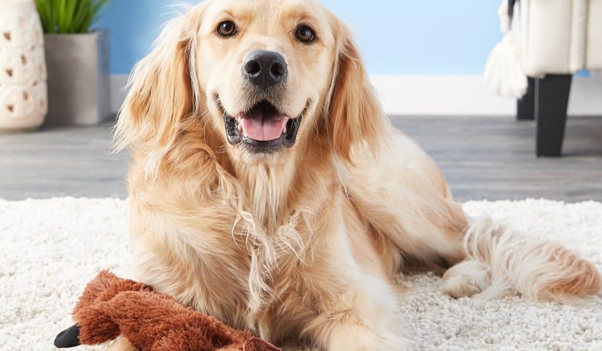 golden retriever con un peluche