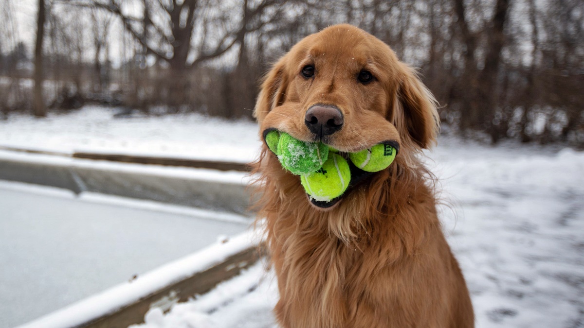 golden retriever con palline in bocca