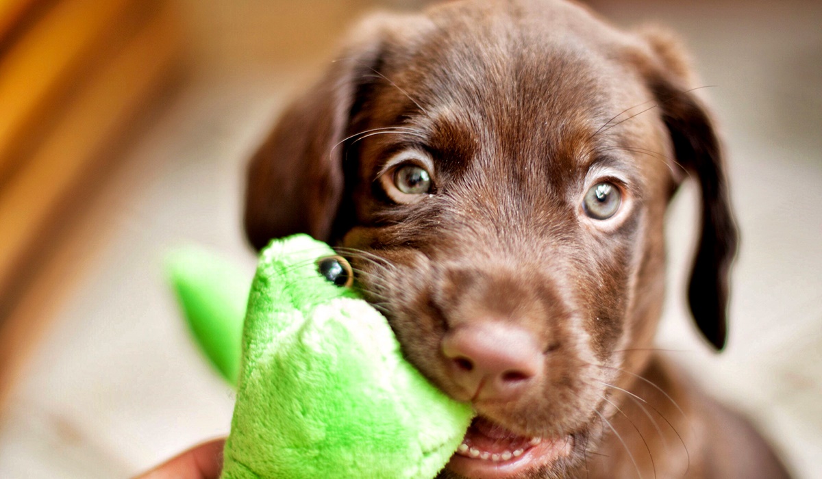 cucciolo di cane che morde un pupazzo