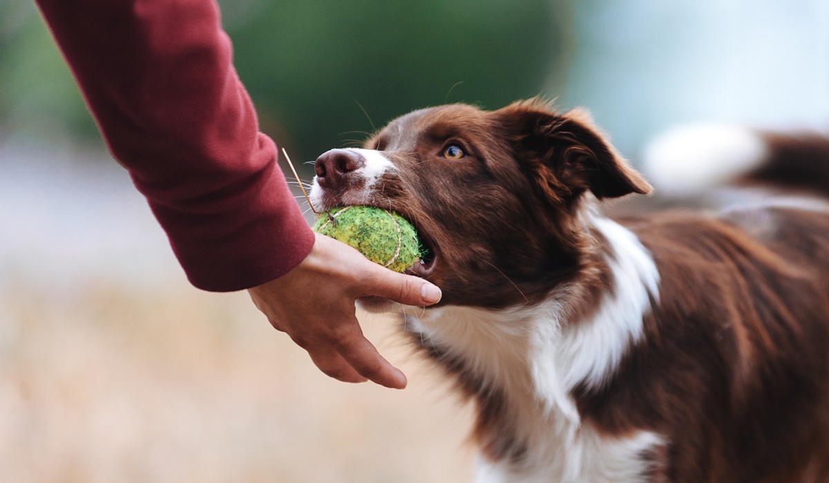giochi da fare con il cane all'aperto