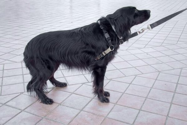 il cane porta rancore durante la passeggiata