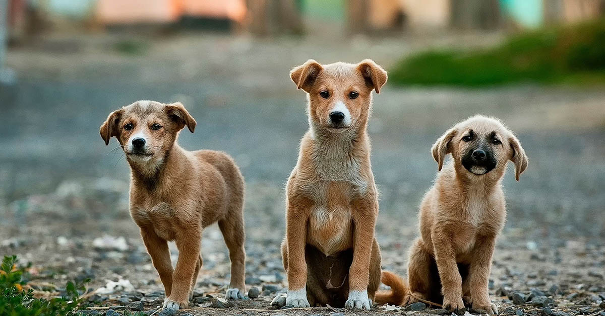 Razza e temperamento del cane: perché a volte non coincidono?