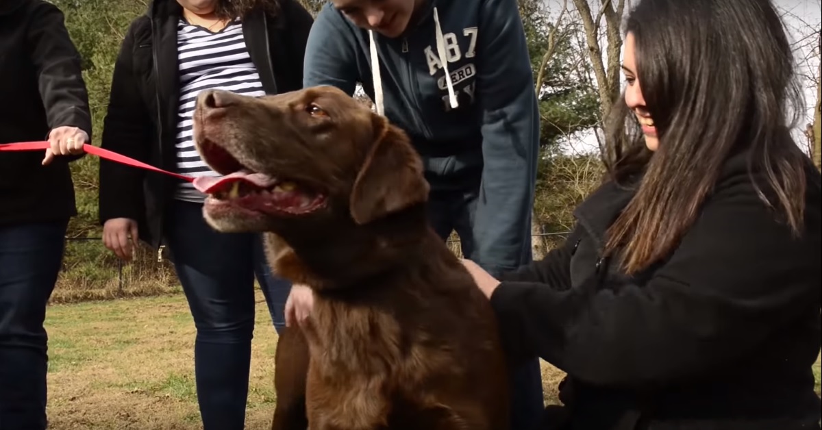 Cane riabbraccia la sua famiglia a 5 anni dallo smarrimento