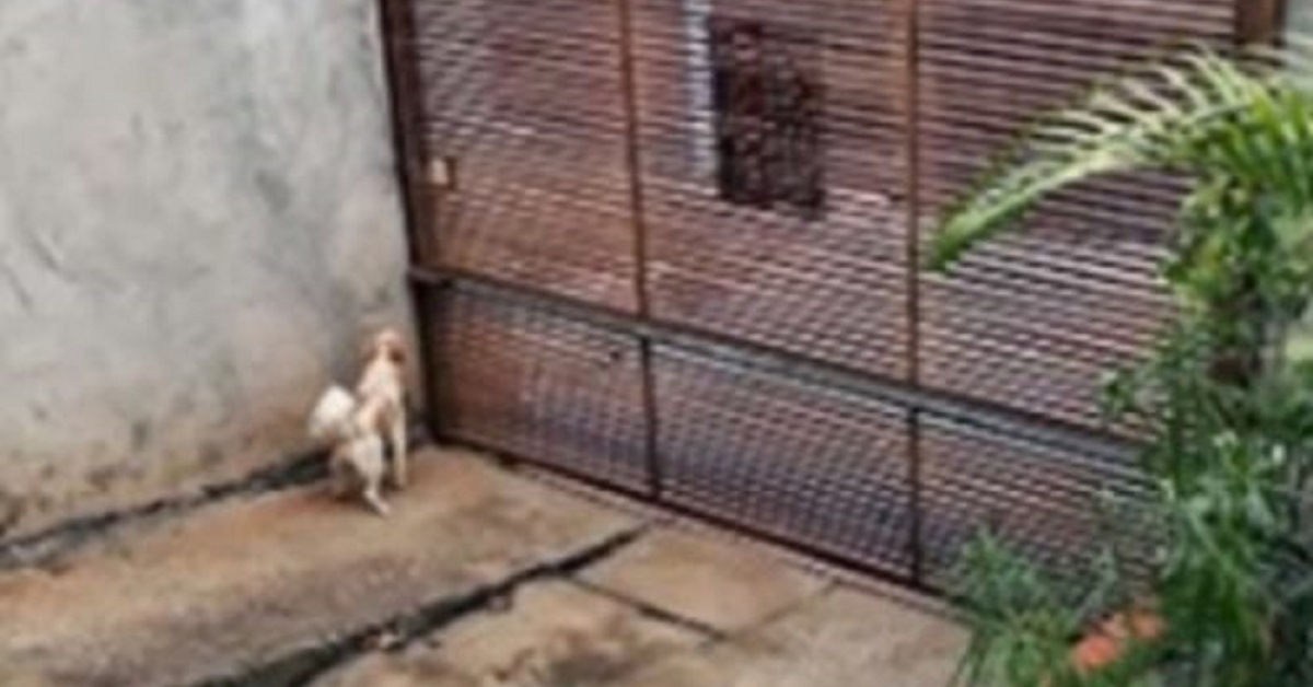 Cane riesce a fuggire da una minuscola fessura di un cancello
