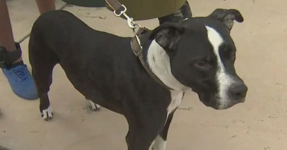 Cane salvo dopo un incendio grazie al suo giovane amico