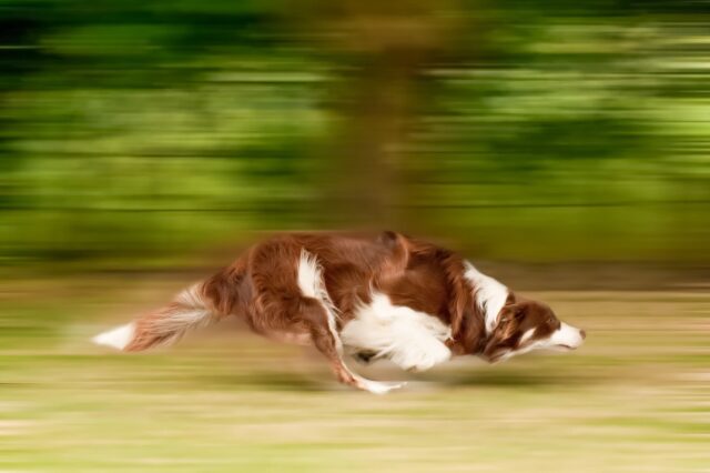 Il cane scappa da te: come rimediare e farlo restare al tuo fianco