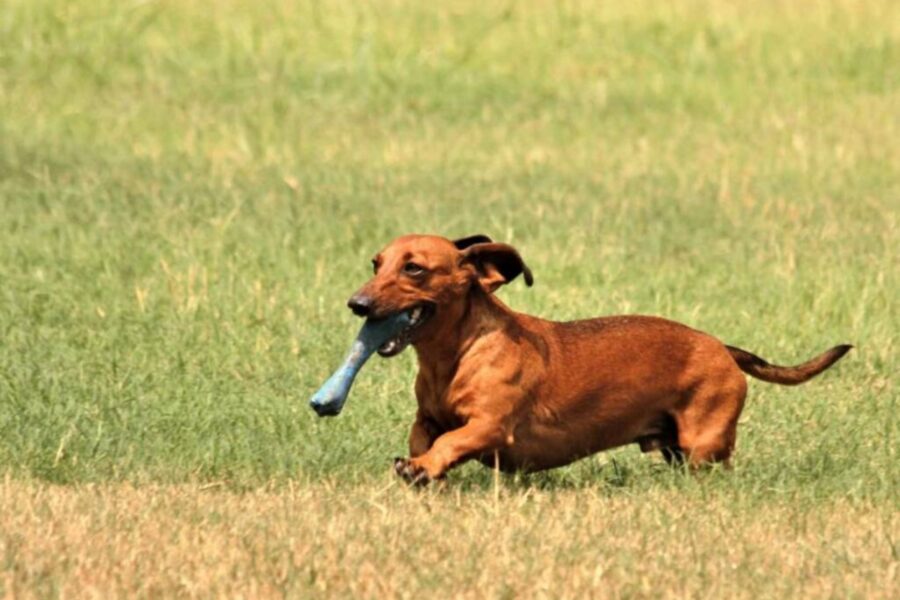 cane scappa con l'osso