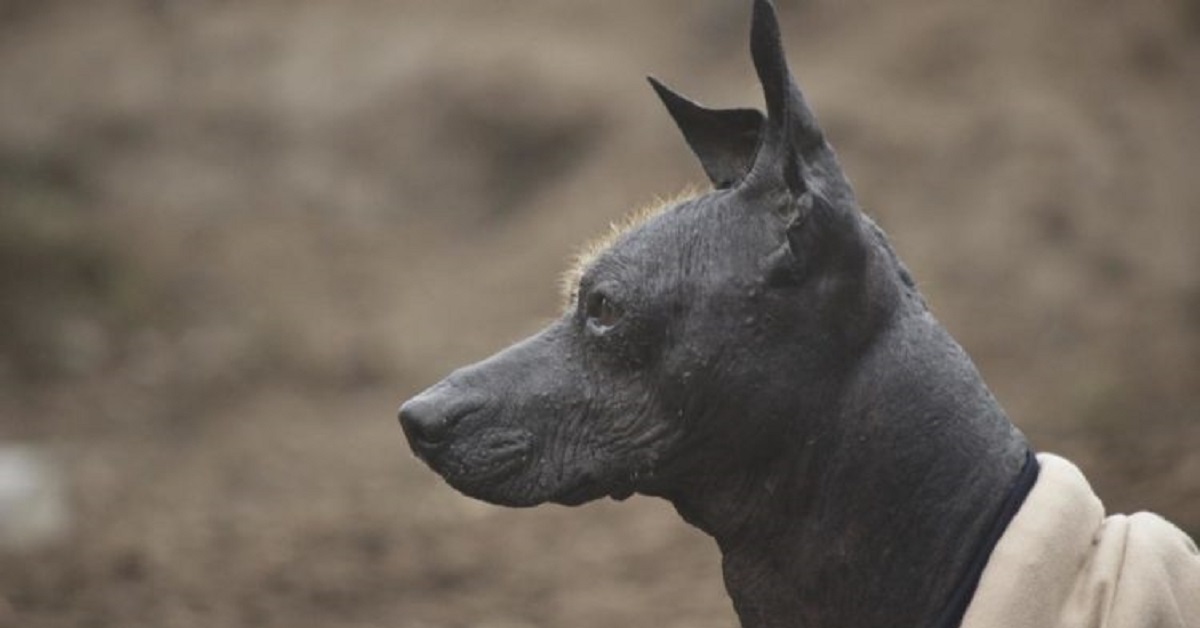 Cane trasportato per chilometri da un’anziana signora